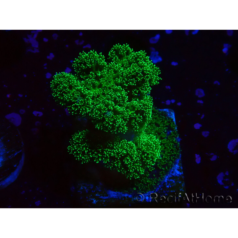 WYSIWYG Pocillopora damicornis verde