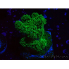 WYSIWYG Pocillopora damicornis vert 1A3