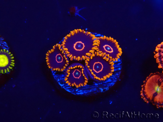 WYSIWYG - Zoanthus Red Hornet 2D3