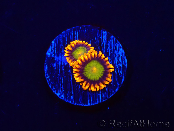 WYSIWYG - Zoanthus Orange Mandarin