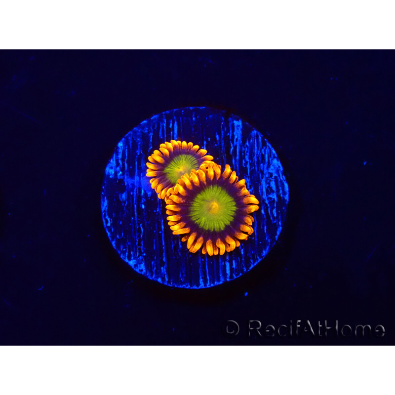 WYSIWYG - Zoanthus Orange Mandarin 2E11