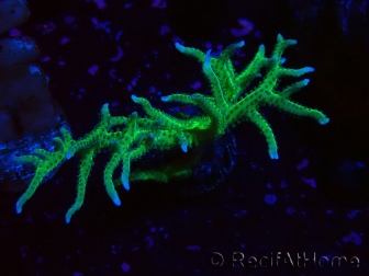 WYSIWYG Seriatopora histrix vert