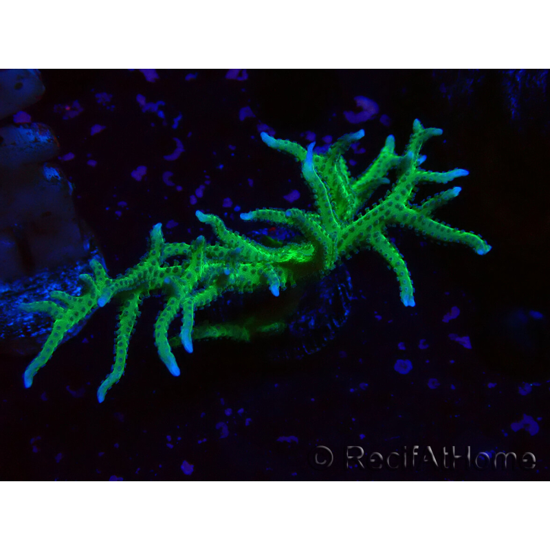 WYSIWYG Seriatopora histrix grün