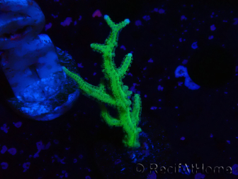 WYSIWYG Seriatopora histrix green