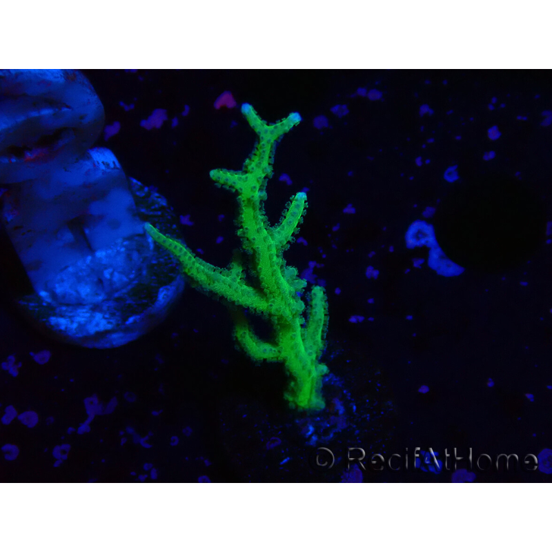 WYSIWYG Seriatopora histrix verde