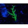 WYSIWYG Seriatopora histrix green