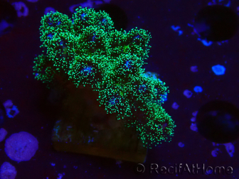 WYSIWYG Pocillopora damicormis Gold insane