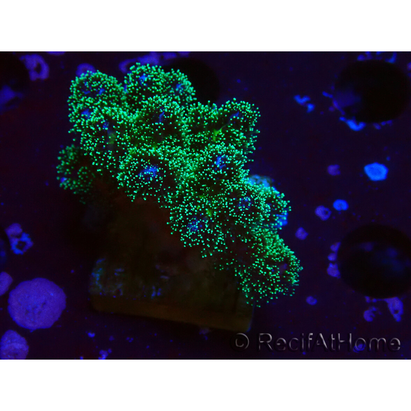 WYSIWYG Pocillopora damicormis Gold insane