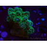 WYSIWYG Pocillopora damicormis Gold insane 1D3