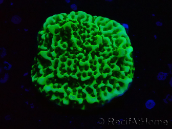 WYSIWYG Montipora confusa