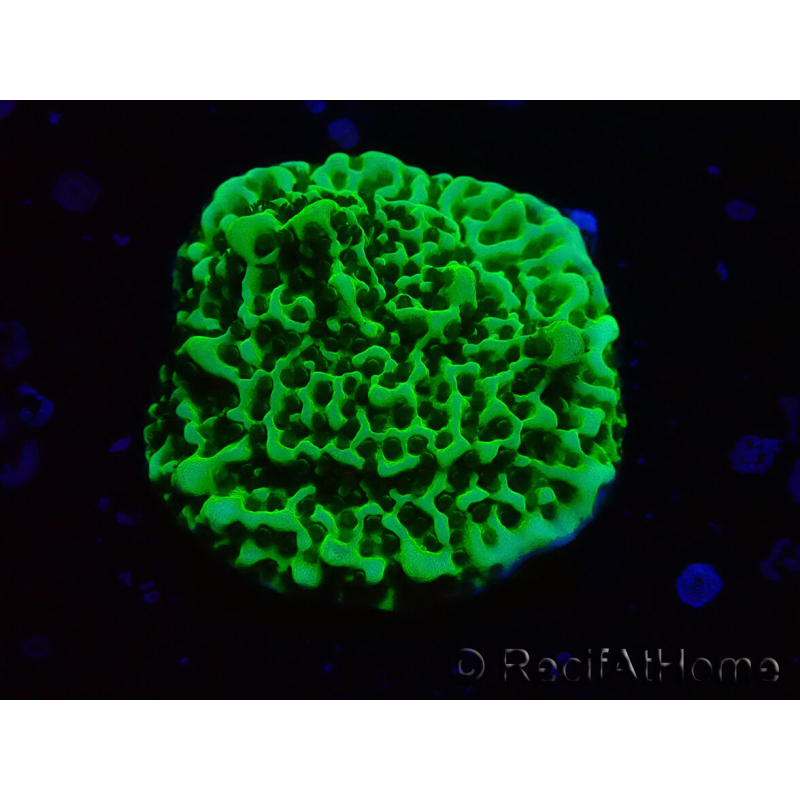 WYSIWYG Montipora confusa