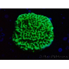 WYSIWYG Montipora confusa