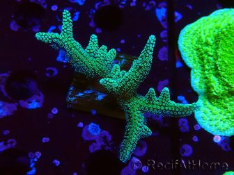 WYSIWYG Seriatopora caliendrum Hybrid (Paradiesvogel-Neon) 1F4