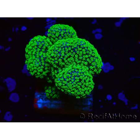 WYSIWYG Stylophora Rose fluorescent green polyps