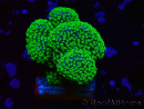 WYSIWYG Stylophora Rose fluoreszierende grüne Polypen