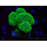 WYSIWYG Stylophora Rosa polipi verde fluorescente