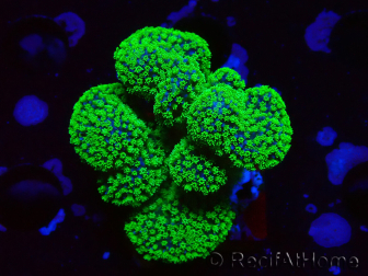 WYSIWYG Stylophora Rose polypes vert fluo 1H4