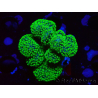 WYSIWYG Stylophora Rosa polipi verde fluorescente