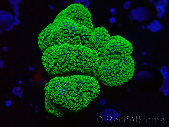 WYSIWYG Stylophora Rose fluoreszierend grüne Polypen