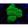 WYSIWYG Stylophora Rose fluorescent green polyps