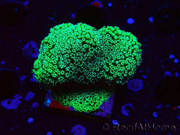 WYSIWYG Stylophora Green Fluo
