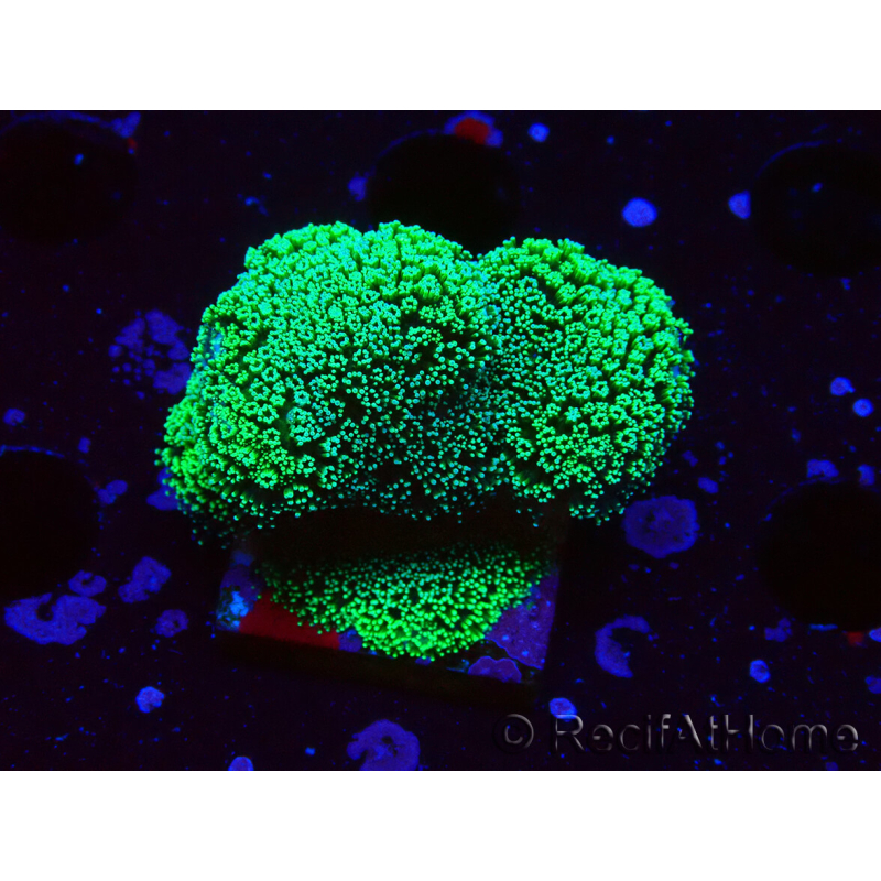 WYSIWYG Stylophora Green Fluo