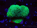 WYSIWYG Stylophora Green Fluo