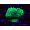 WYSIWYG Green Fluorescent Stylophora