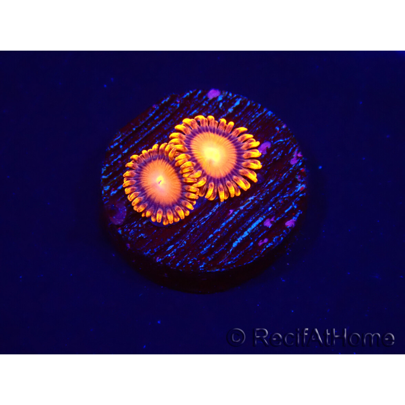 WYSIWYG - Zoanthus Atomic Sunrise 2J2