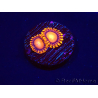 WYSIWYG - Zoanthus Atomic Sunrise 2J2