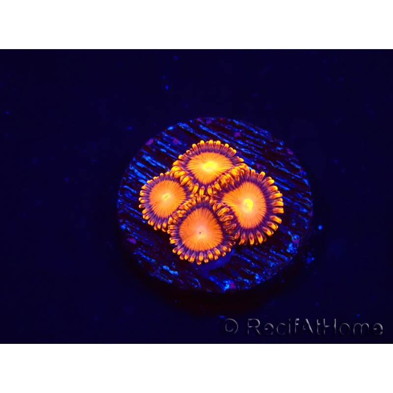 WYSIWYG - Zoanthus Atomic Sunrise 2J3