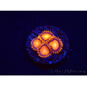 WYSIWYG - Zoanthus Atomic Sunrise 2J3