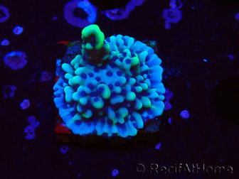 WYSIWYG Montipora undata 1O5