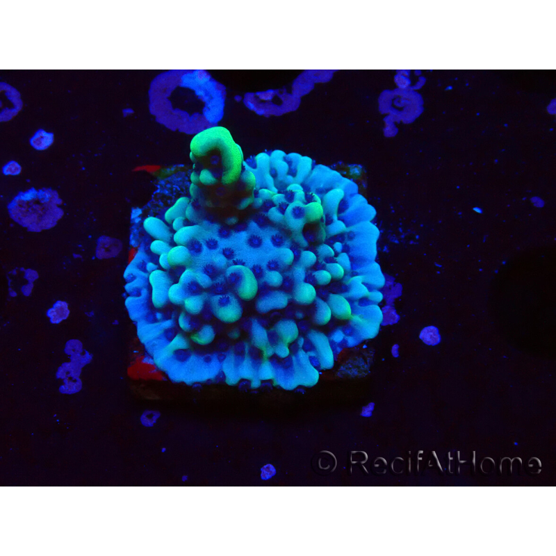 WYSIWYG Montipora undata