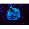 WYSIWYG Montipora undata