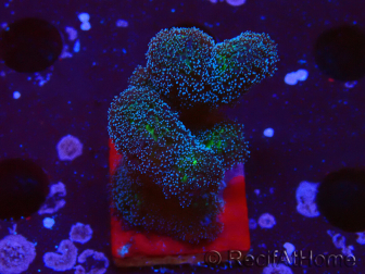WYSIWYG Stylophora Rosado