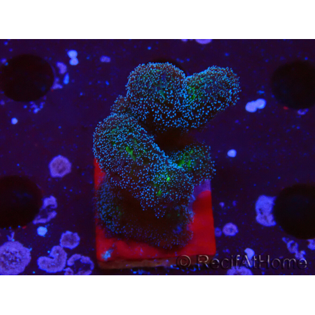 WYSIWYG Stylophora Pinkish