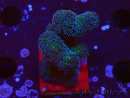 WYSIWYG Stylophora Pinkish