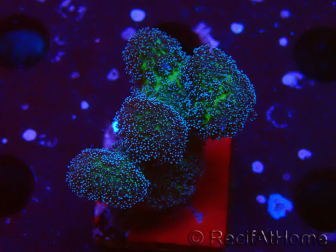 WYSIWYG Stylophora Pinkish