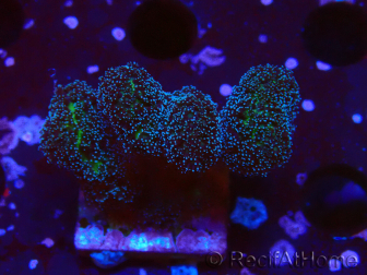 WYSIWYG Stylophora Pinkish 1Q6