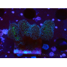 WYSIWYG Stylophora Pinkish 1Q6