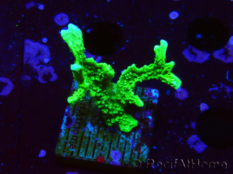 WYSIWYG Montipora stellata