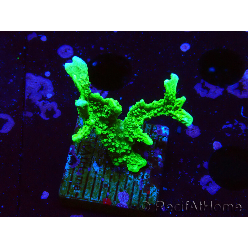 WYSIWYG Montipora stellata 1S4