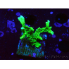 WYSIWYG Montipora stellata