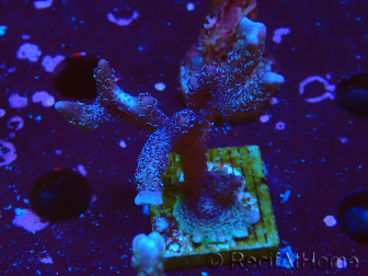 WYSIWYG Montipora Polype Violet 1U1