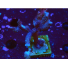 WYSIWYG Montipora Polype Violet