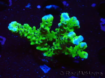 WYSIWYG - BR Grüner Goblin Anacropora