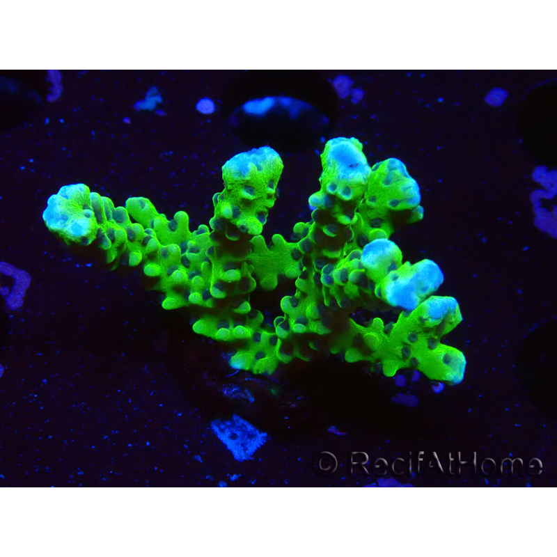WYSIWYG - BR Green Goblin Anacropora 1V1