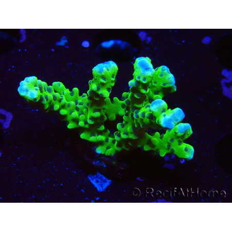 WYSIWYG - BR Grüner Goblin Anacropora