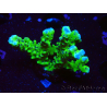 WYSIWYG - BR Grüner Goblin Anacropora